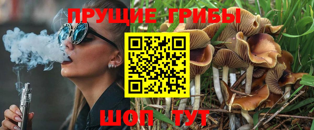 Галлюциногенные грибы Psilocybe Элиста